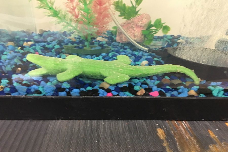 Alligator in the Fish Tank